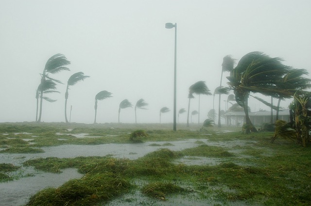 Palm trees in hurricane winds