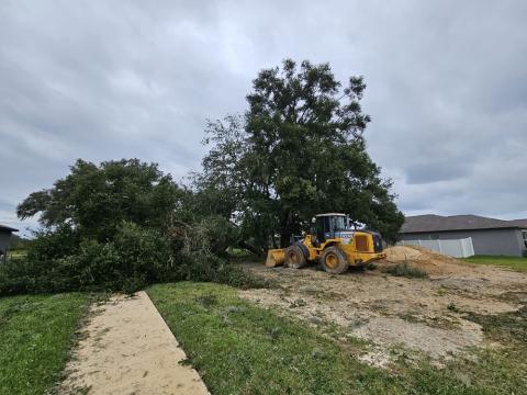 Fallen tree in west central Florida after Hurricane Milton