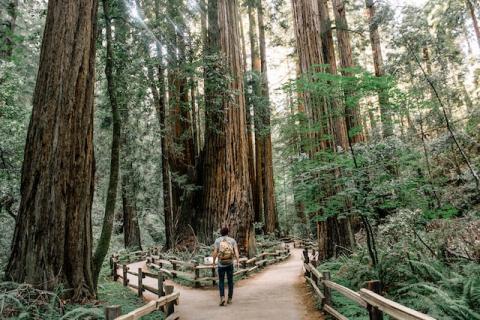 Hiker sees path splitting into two directions in forest